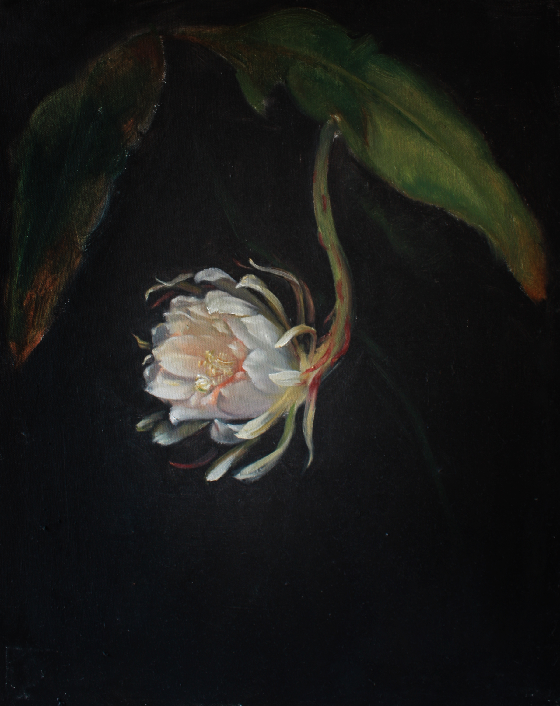 一夜间花开花谢.jpg
